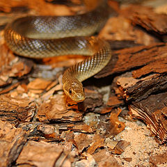 Couleuvre Esculape59.JPG